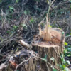 Repos forestier : une mesure diversement appréciée par les acteurs du secteur