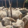 Tabaski 2026 : 1 500 moutons vendus à prix réduit de 25% (ministre de l&rsquo;élevage)