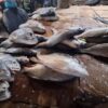 Conakry : la pénurie de poisson local favorise l&rsquo;importation à des prix élevés
